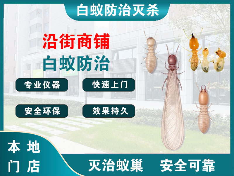 文成县沿街商铺白蚁防治