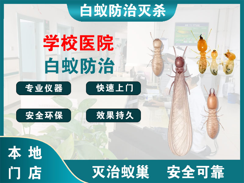文成县学校医院白蚁防治