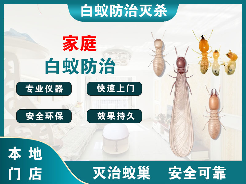 文成县家庭白蚁防治