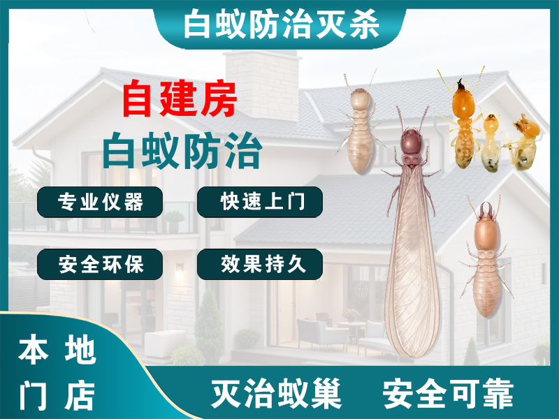 文成县自建房白蚁防治