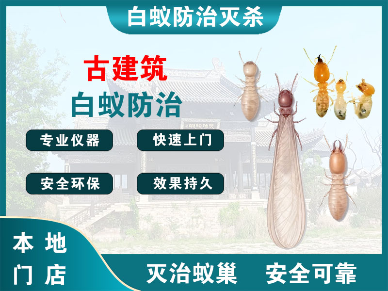 文成县古建筑白蚁防治