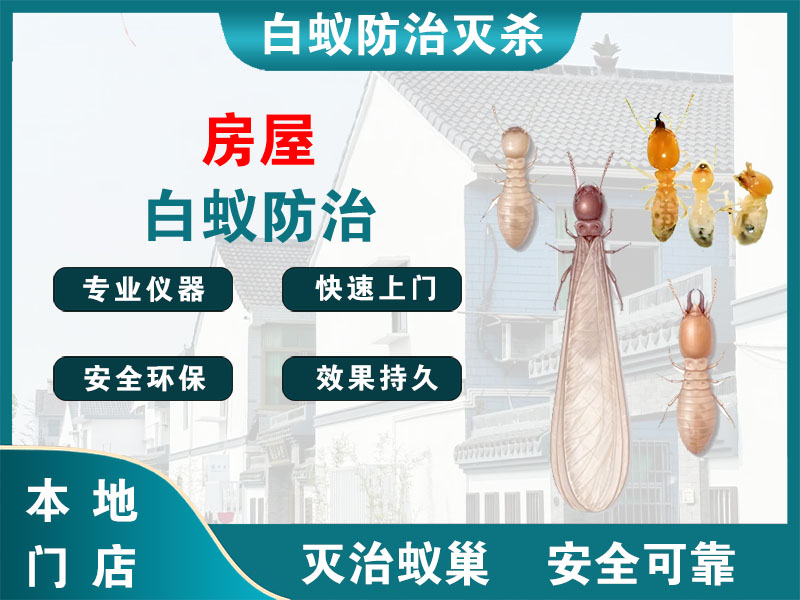 文成县房屋白蚁防治